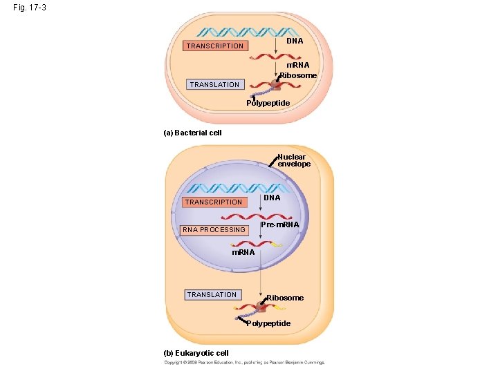 Fig. 17 -3 DNA TRANSCRIPTION m. RNA Ribosome TRANSLATION Polypeptide (a) Bacterial cell Nuclear