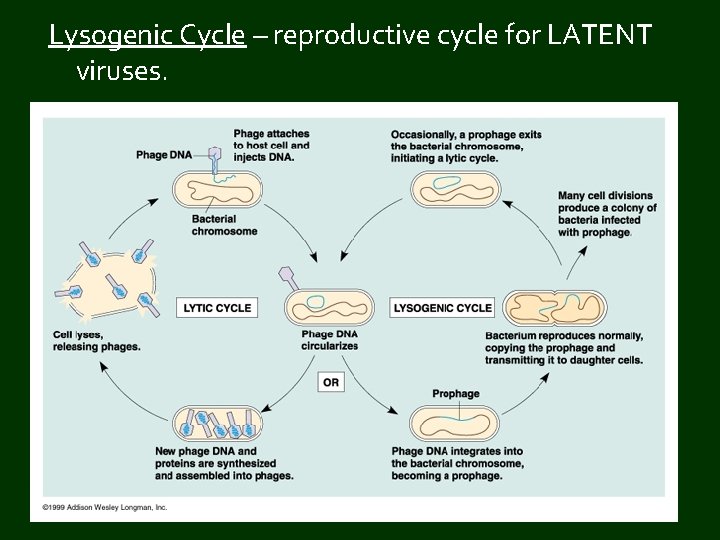 Pathogen Reproduction Cycle VIRUSES CHP 25 Pathogen any organism that causes