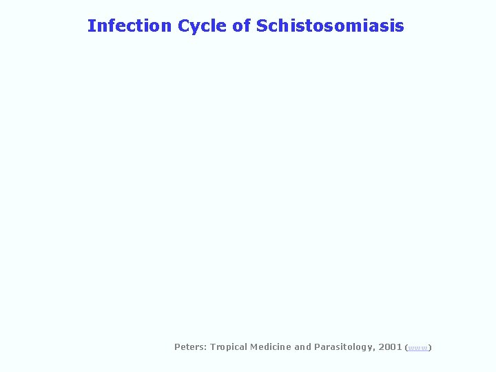 Infection Cycle of Schistosomiasis Peters: Tropical Medicine and Parasitology, 2001 (www) 