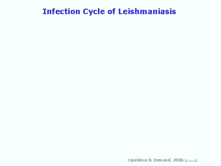 Infection Cycle of Leishmaniasis Lipoldova & Demand, 2006 (www) 