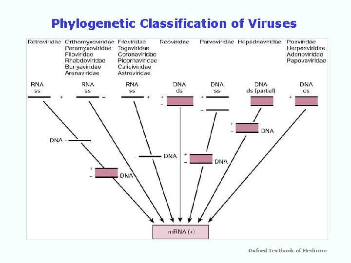 Phylogenetic Classification of Viruses Oxford Textbook of Medicine 