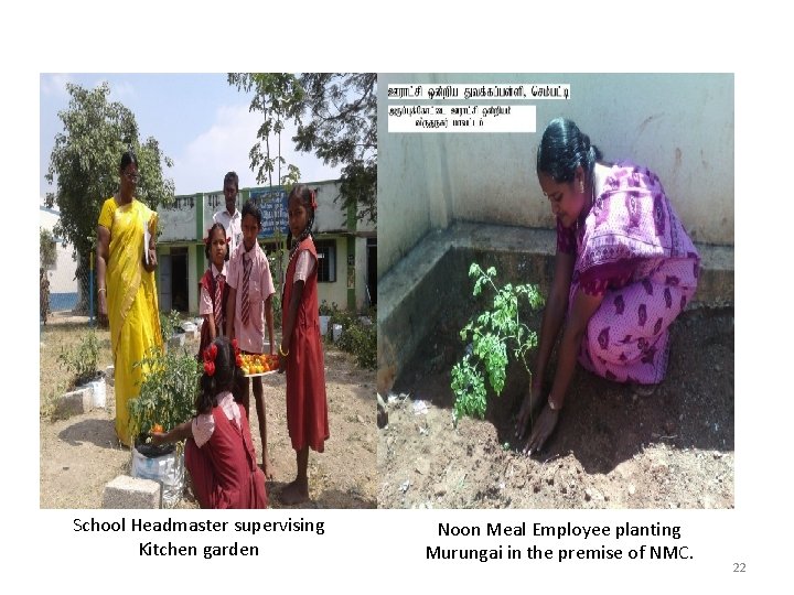 School Headmaster supervising Kitchen garden Noon Meal Employee planting Murungai in the premise of