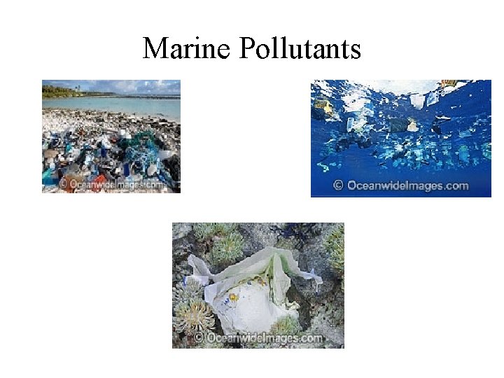 Marine Pollutants 