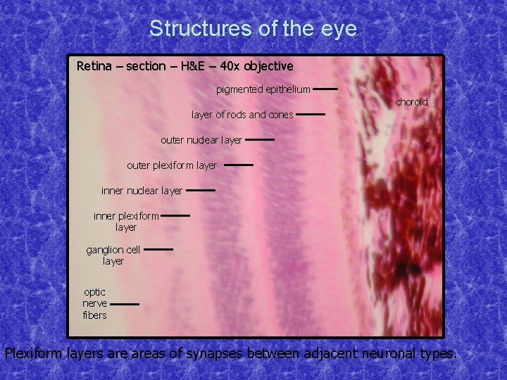 Structures of the eye Retina – section – H&E – 40 x objective pigmented