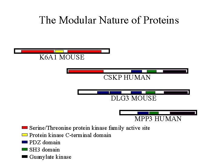 The Modular Nature of Proteins K 6 A 1 MOUSE CSKP HUMAN DLG 3