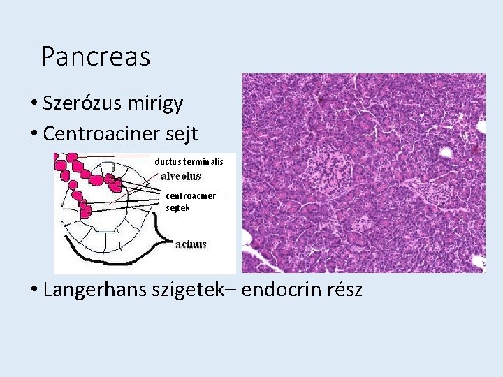 Pancreas • Szerózus mirigy • Centroaciner sejt ductus terminalis centroaciner sejtek • Langerhans szigetek–