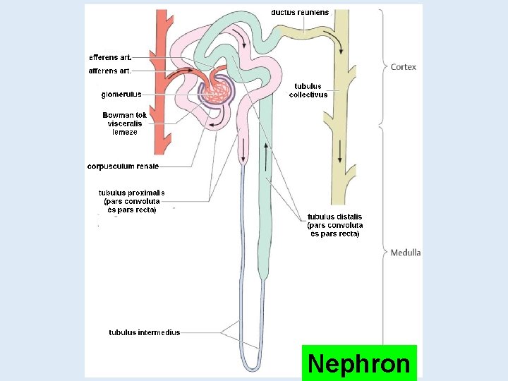 Nephron 