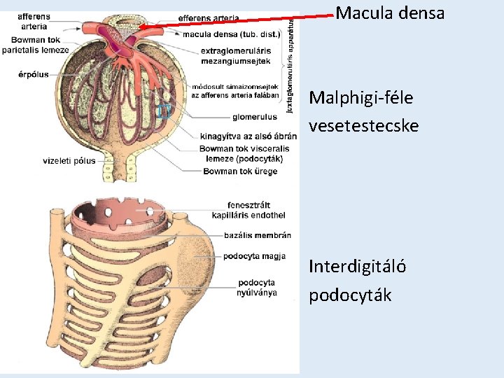 Macula densa Malphigi-féle vesetestecske Interdigitáló podocyták 