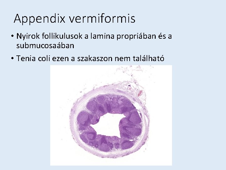 Appendix vermiformis • Nyirok follikulusok a lamina propriában és a submucosaában • Tenia coli