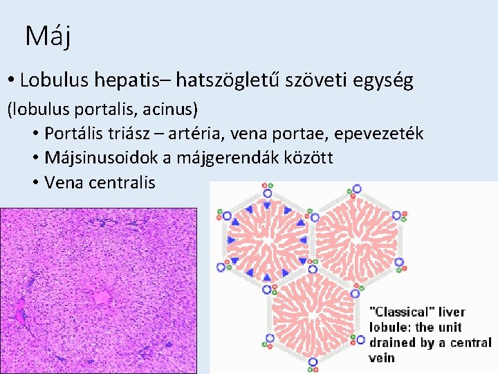 Máj • Lobulus hepatis– hatszögletű szöveti egység (lobulus portalis, acinus) • Portális triász –