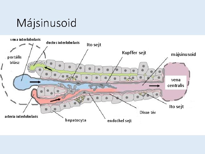 Májsinusoid vena interlobularis ductus interlobularis Ito sejt Kupffer sejt portális triász májsinusoid vena centralis