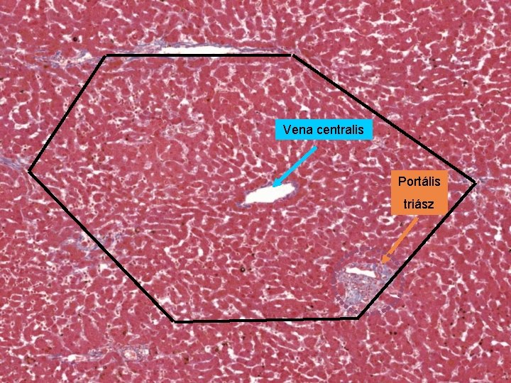 Vena centralis Portális triász 