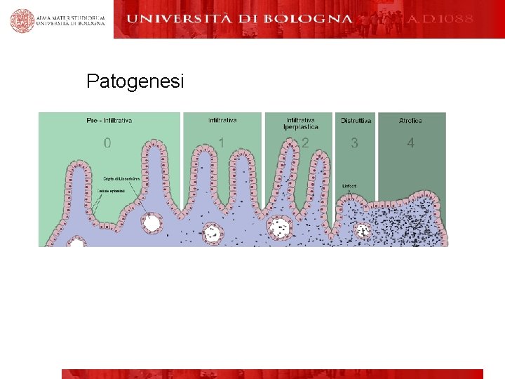 Patogenesi 