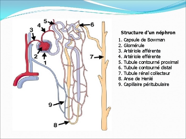 Structure d'un néphron 1. Capsule de Bowman 2. Glomérule 3. Artériole afférente 4. Artériole