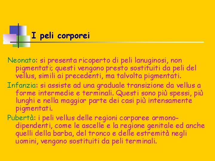 I peli corporei Neonato: si presenta ricoperto di peli lanuginosi, non pigmentati; questi vengono