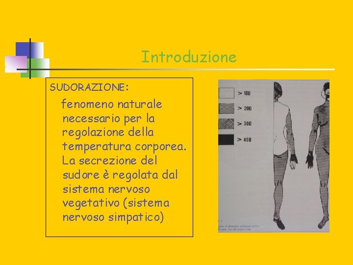 Introduzione SUDORAZIONE: fenomeno naturale necessario per la regolazione della temperatura corporea. La secrezione del
