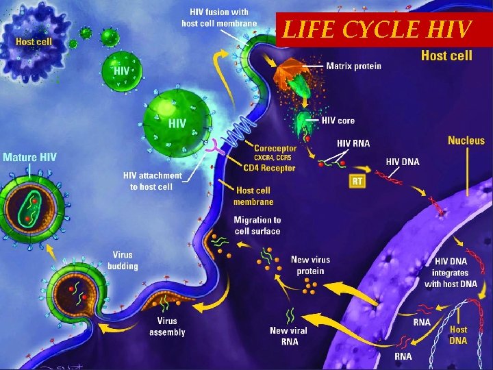 LIFE CYCLE HIV 