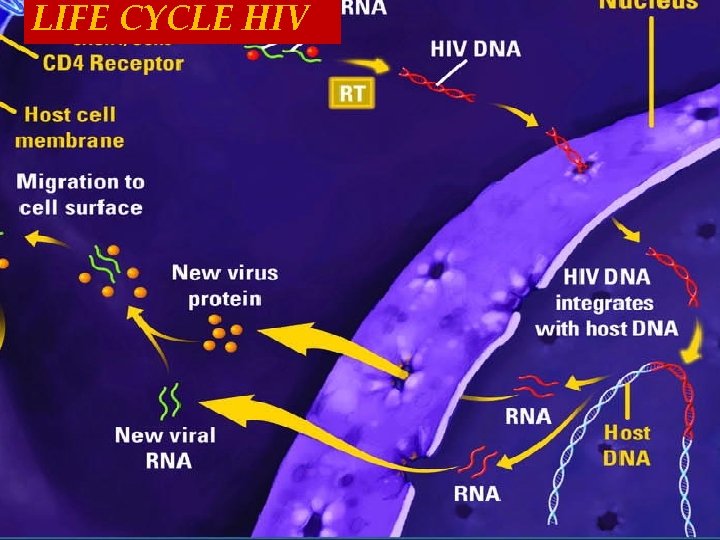 LIFE CYCLE HIV 