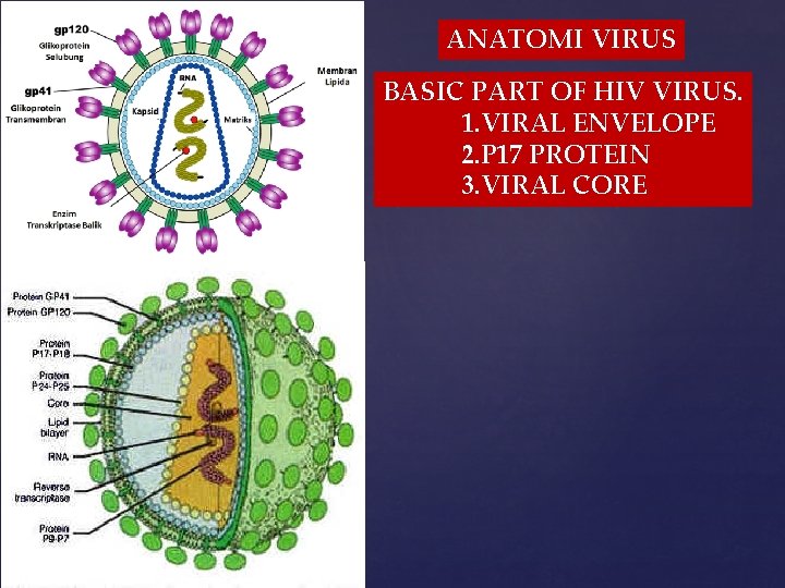 ANATOMI VIRUS BASIC PART OF HIV VIRUS. 1. VIRAL ENVELOPE 2. P 17 PROTEIN