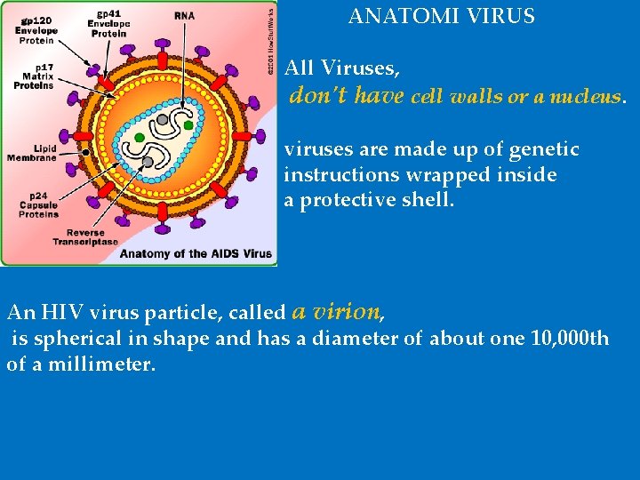 ANATOMI VIRUS All Viruses, don't have cell walls or a nucleus. viruses are made