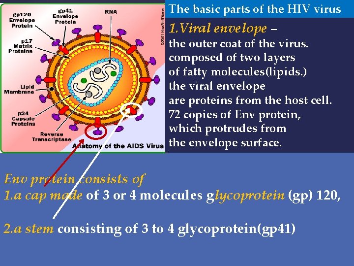 The basic parts of the HIV virus 1. Viral envelope – the outer coat