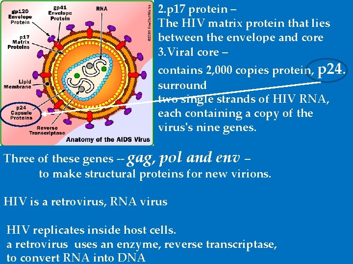 2. p 17 protein – The HIV matrix protein that lies between the envelope
