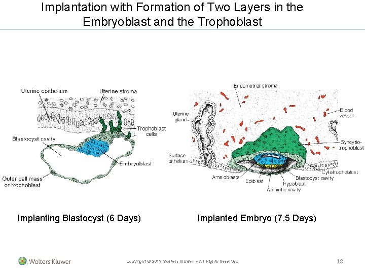 Implantation with Formation of Two Layers in the Embryoblast and the Trophoblast Implanting Blastocyst Implantation with Formation of Two Layers in the Embryoblast and the Trophoblast Implanting Blastocyst