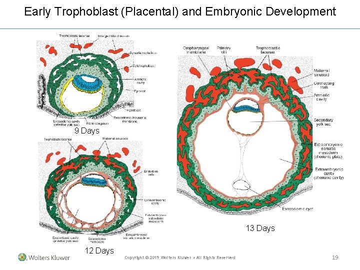 Early Trophoblast (Placental) and Embryonic Development 9 Days 13 Days 12 Days Copyright © Early Trophoblast (Placental) and Embryonic Development 9 Days 13 Days 12 Days Copyright ©