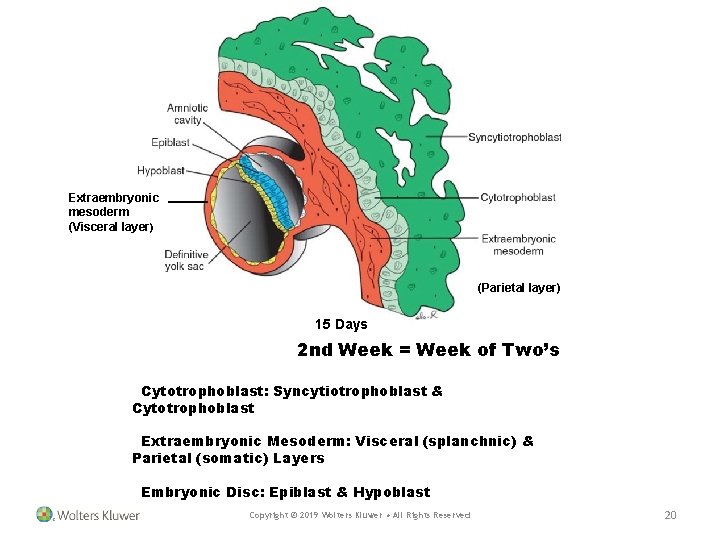 Extraembryonic mesoderm (Visceral layer) (Parietal layer) 15 Days 2 nd Week = Week of Extraembryonic mesoderm (Visceral layer) (Parietal layer) 15 Days 2 nd Week = Week of