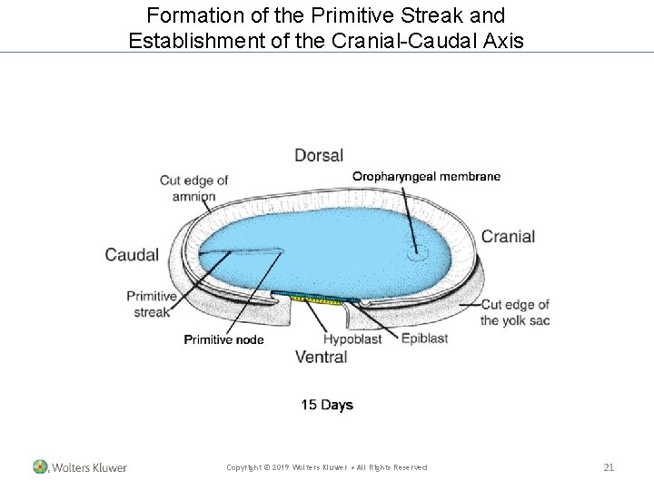 Formation of the Primitive Streak and Establishment of the Cranial-Caudal Axis Copyright © 2019 Formation of the Primitive Streak and Establishment of the Cranial-Caudal Axis Copyright © 2019