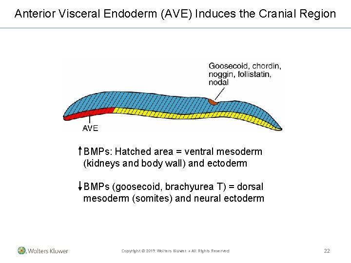 Anterior Visceral Endoderm (AVE) Induces the Cranial Region BMPs: Hatched area = ventral mesoderm Anterior Visceral Endoderm (AVE) Induces the Cranial Region BMPs: Hatched area = ventral mesoderm