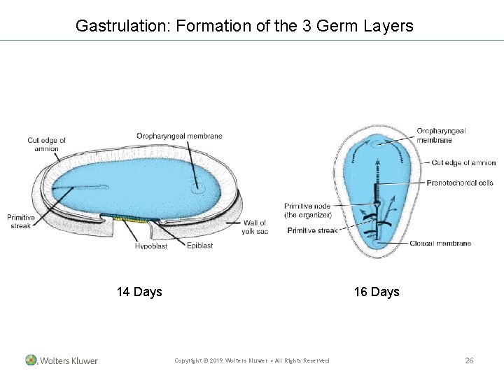 Gastrulation: Formation of the 3 Germ Layers 14 Days 16 Days Copyright © 2019 Gastrulation: Formation of the 3 Germ Layers 14 Days 16 Days Copyright © 2019