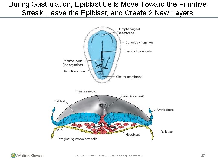 During Gastrulation, Epiblast Cells Move Toward the Primitive Streak, Leave the Epiblast, and Create During Gastrulation, Epiblast Cells Move Toward the Primitive Streak, Leave the Epiblast, and Create