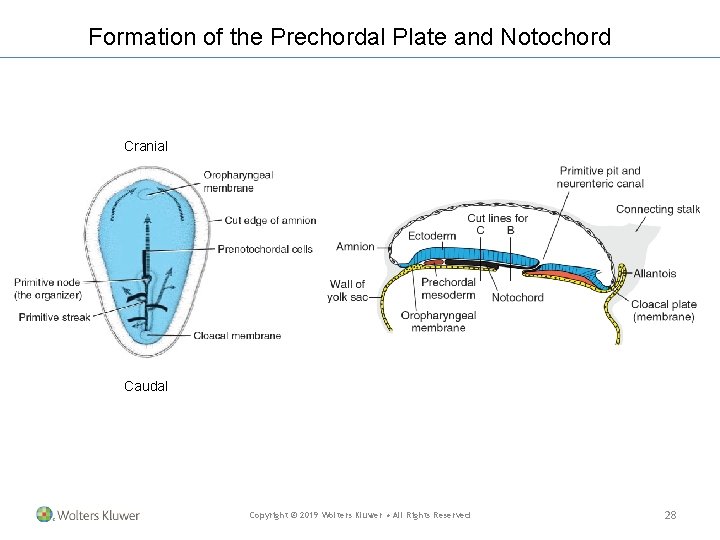 Formation of the Prechordal Plate and Notochord Cranial Caudal Copyright © 2019 Wolters Kluwer Formation of the Prechordal Plate and Notochord Cranial Caudal Copyright © 2019 Wolters Kluwer
