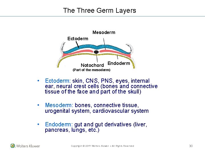 The Three Germ Layers Mesoderm Ectoderm Notochord Endoderm (Part of the mesoderm) • Ectoderm: The Three Germ Layers Mesoderm Ectoderm Notochord Endoderm (Part of the mesoderm) • Ectoderm:
