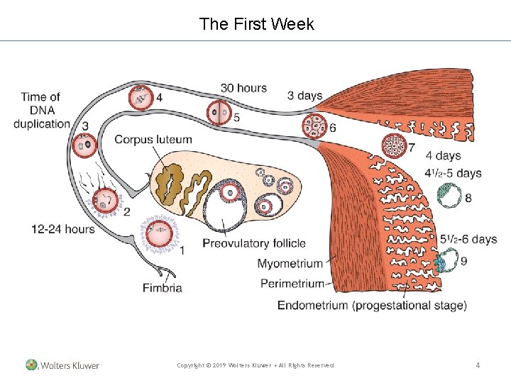 The First Week Copyright © 2019 Wolters Kluwer • All Rights Reserved 4 The First Week Copyright © 2019 Wolters Kluwer • All Rights Reserved 4