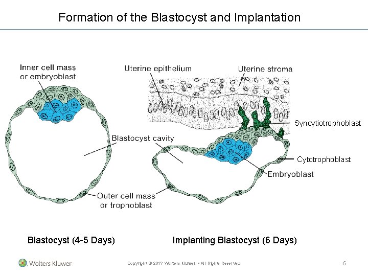 Formation of the Blastocyst and Implantation Syncytiotrophoblast Cytotrophoblast Blastocyst (4 -5 Days) Implanting Blastocyst Formation of the Blastocyst and Implantation Syncytiotrophoblast Cytotrophoblast Blastocyst (4 -5 Days) Implanting Blastocyst
