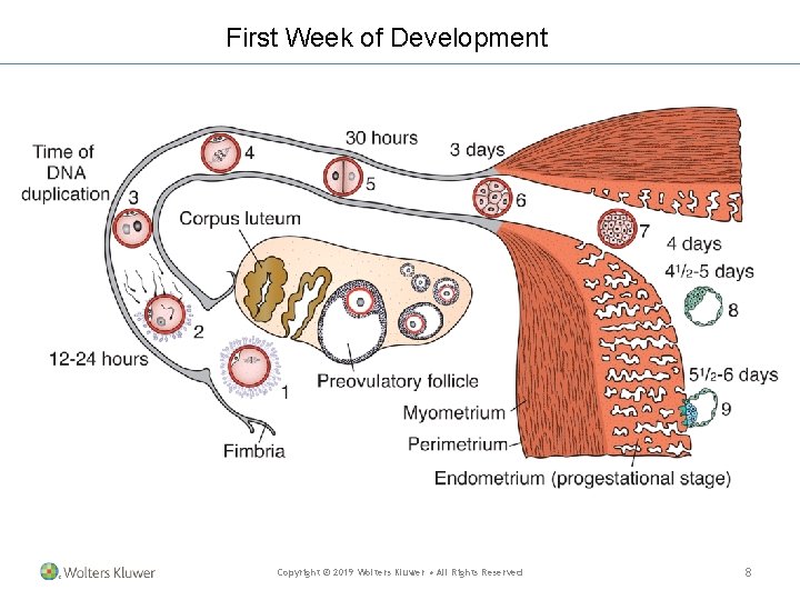 First Week of Development Copyright © 2019 Wolters Kluwer • All Rights Reserved 8 First Week of Development Copyright © 2019 Wolters Kluwer • All Rights Reserved 8