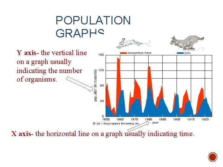 POPULATION GRAPHS Y axis- the vertical line on a graph usually indicating the number