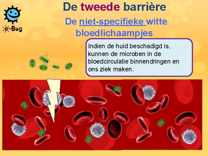 De tweede barrière De niet-specifieke witte bloedlichaampjes Indien de huid beschadigd is, kunnen de