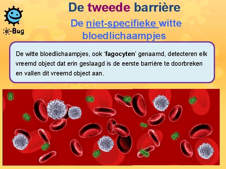 De tweede barrière De niet-specifieke witte bloedlichaampjes De witte bloedlichaampjes, ook ‘fagocyten’ genaamd, detecteren