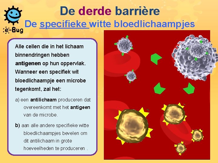 De derde barrière De specifieke witte bloedlichaampjes Alle cellen die in het lichaam binnendringen