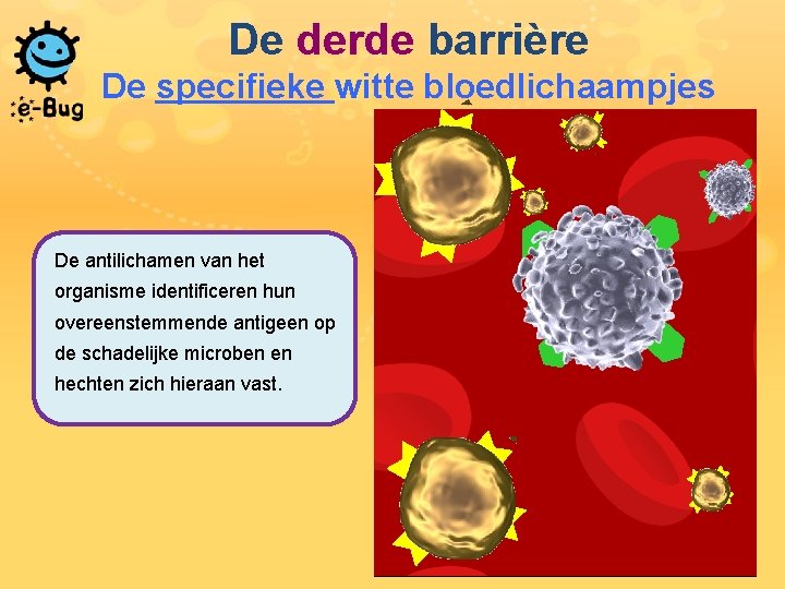 De derde barrière De specifieke witte bloedlichaampjes De antilichamen van het organisme identificeren hun