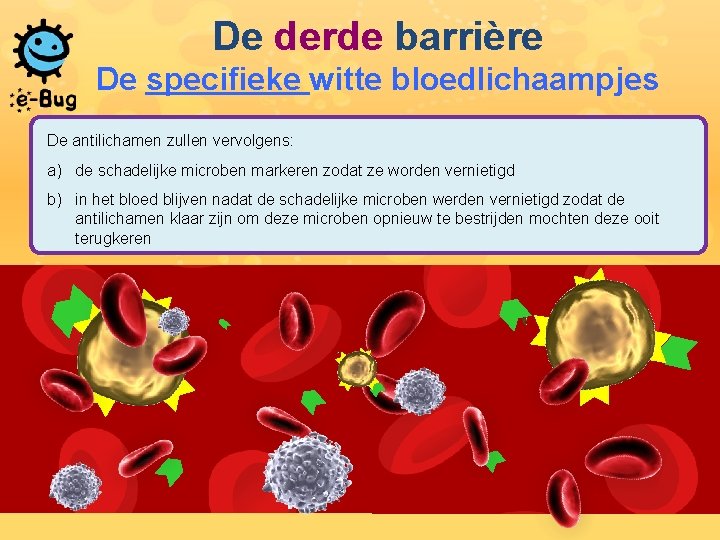 De derde barrière De specifieke witte bloedlichaampjes De antilichamen zullen vervolgens: a) de schadelijke