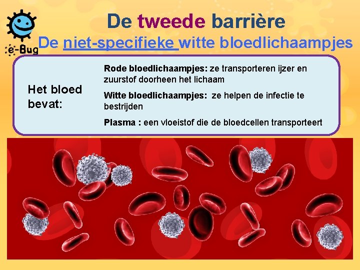 De tweede barrière De niet-specifieke witte bloedlichaampjes Het bloed bevat: Rode bloedlichaampjes: ze transporteren