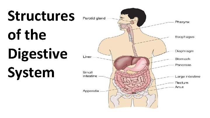 Ues Digestive System Structure Structures of the Digestive System Essential Question What