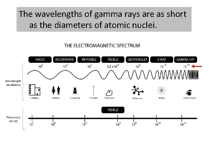 The wavelengths of gamma rays are as short as the diameters of atomic nuclei.