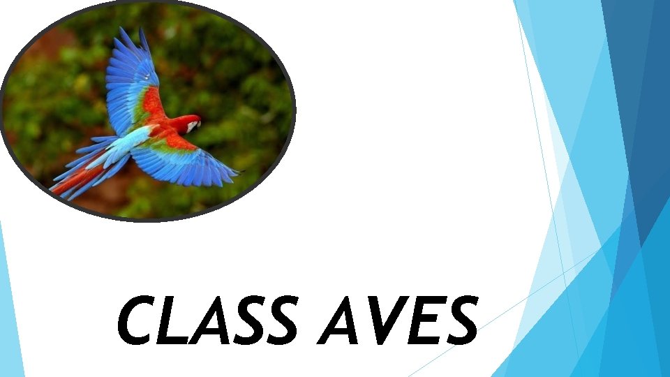 CLASS AVES 