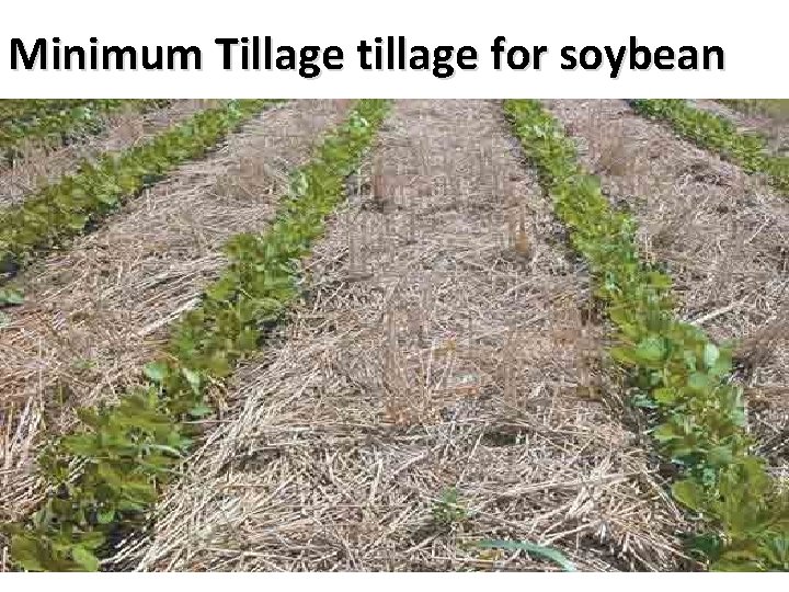 Minimum Tillage tillage for soybean 