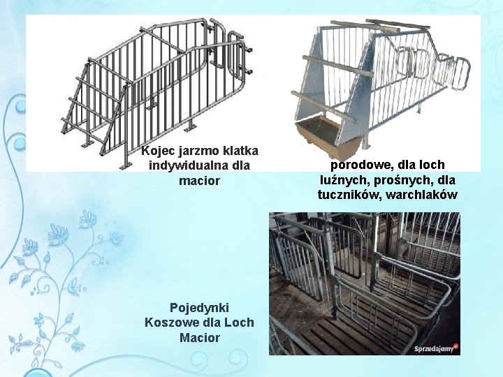 Kojec jarzmo klatka indywidualna dla macior Pojedynki Koszowe dla Loch Macior porodowe, dla loch